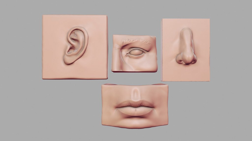 Head Parts Anatomy