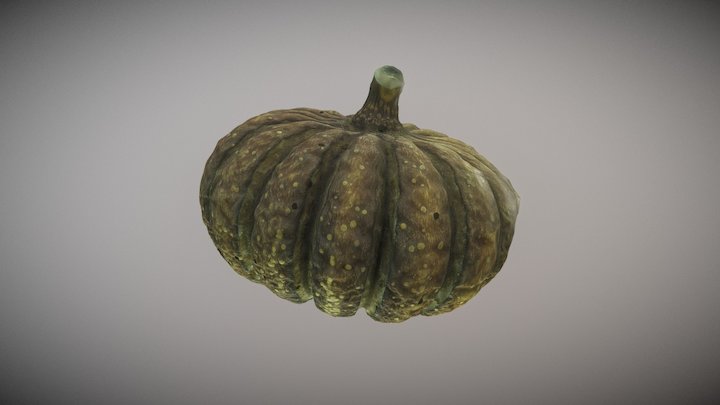 Fruto "Hura polyandra" 3D Model