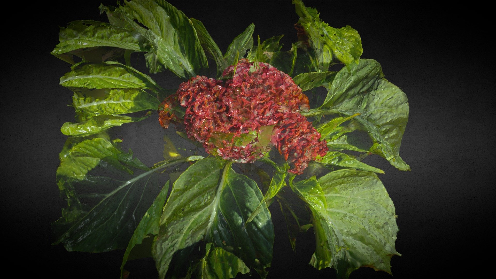 Favorite flower
