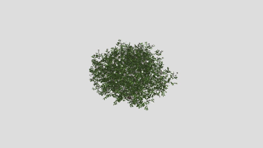 Summer Flowering Bush Q