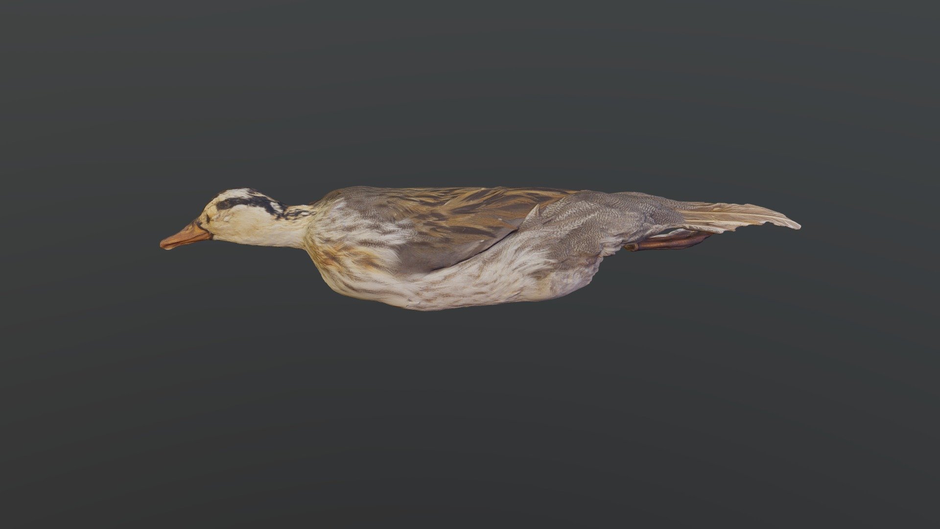 Torrent Duck - Merganetta armata