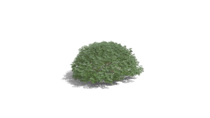 Realistic HD Yellow bush lupine (20/25)