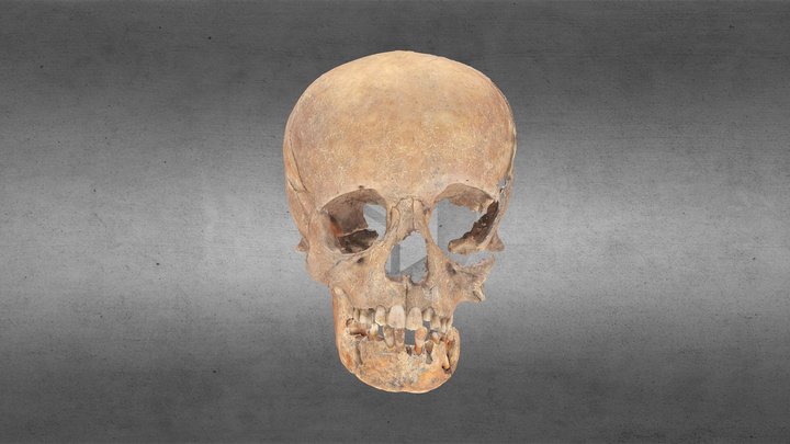 Skull Kan2K3B2 (Part 4: Skull) – Free 3D Model STL