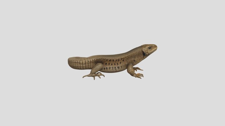 Viviparous lizard 3D Model