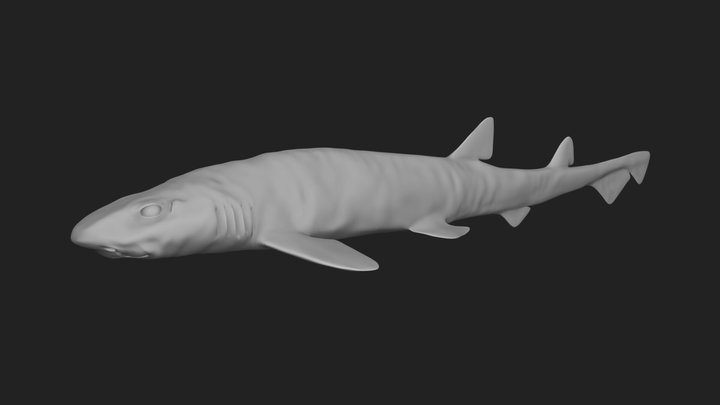 Smallspotted Catshark (Scyliorhinus canicula) 3D Model