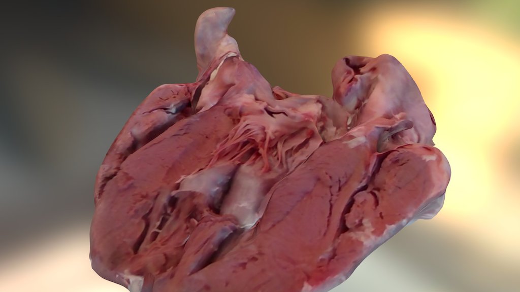dissected cow heart
