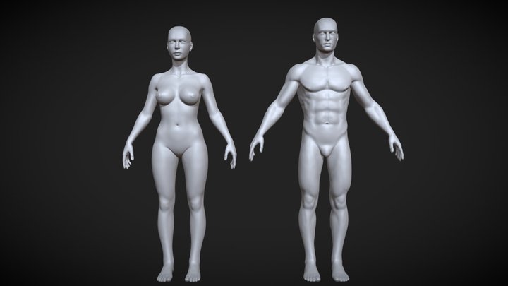 Anatomy Study #1 3D Model