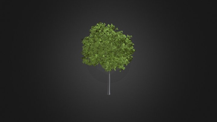 Fagus 3D models - Sketchfab