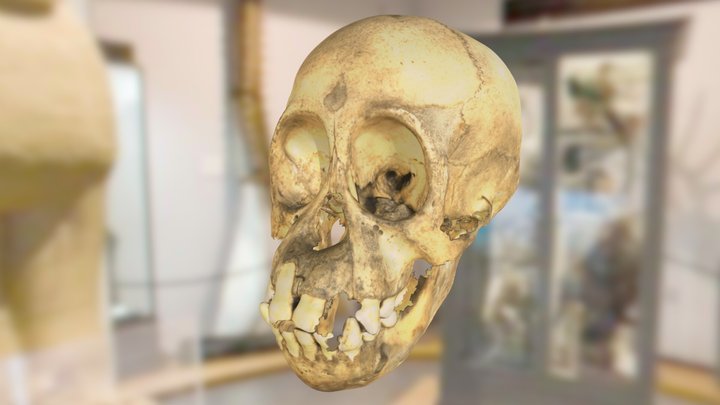 ChM 2264 - Chimpanzee Skull 3D Model