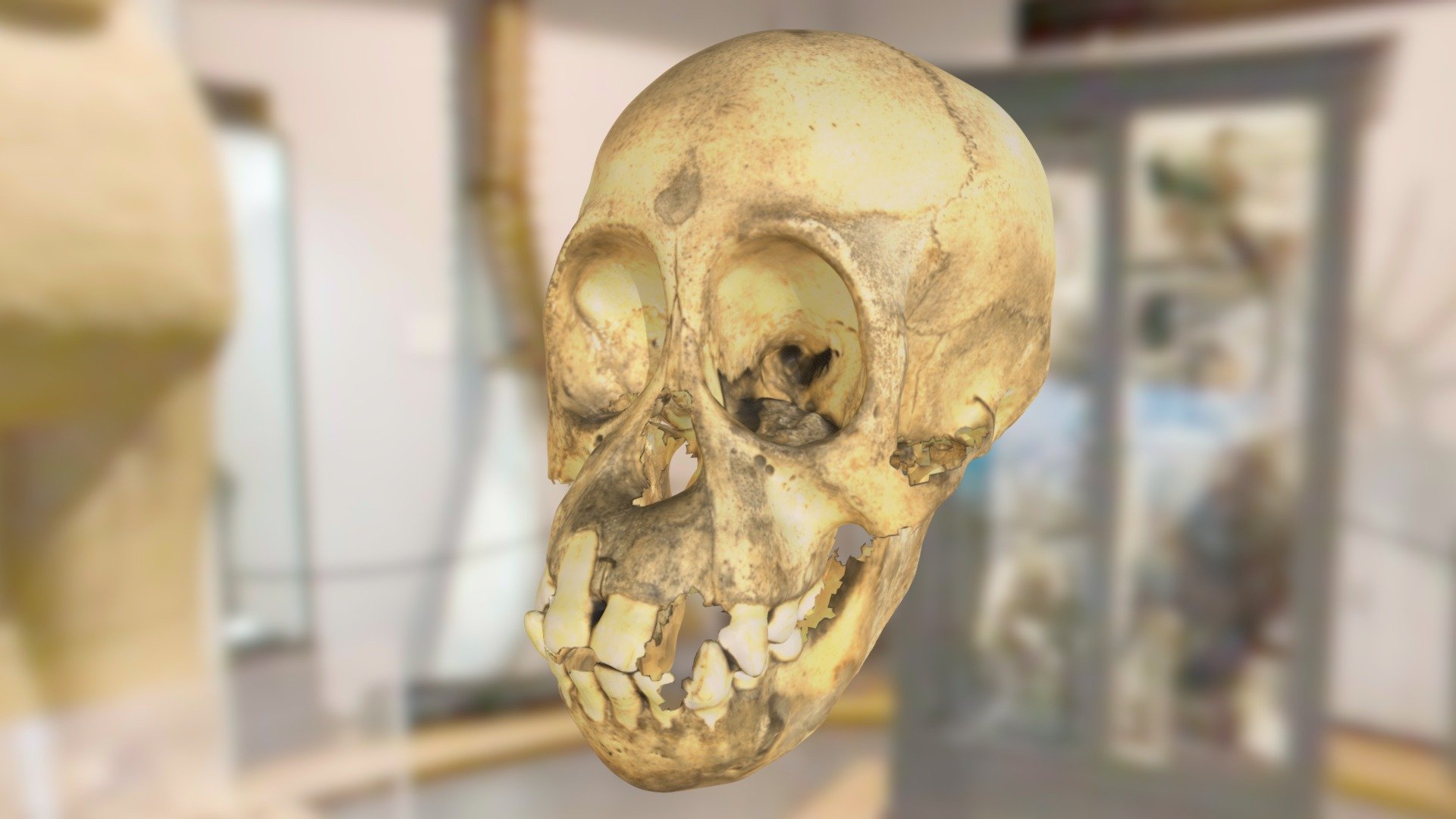 ChM 2264 - Chimpanzee Skull