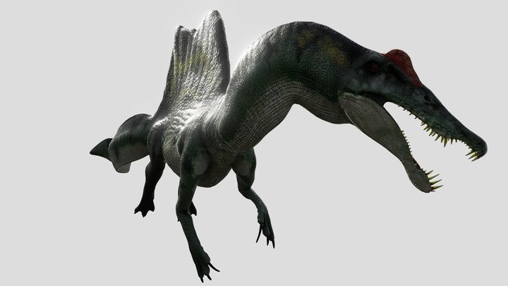 Spinosaurus in the water 3D Model