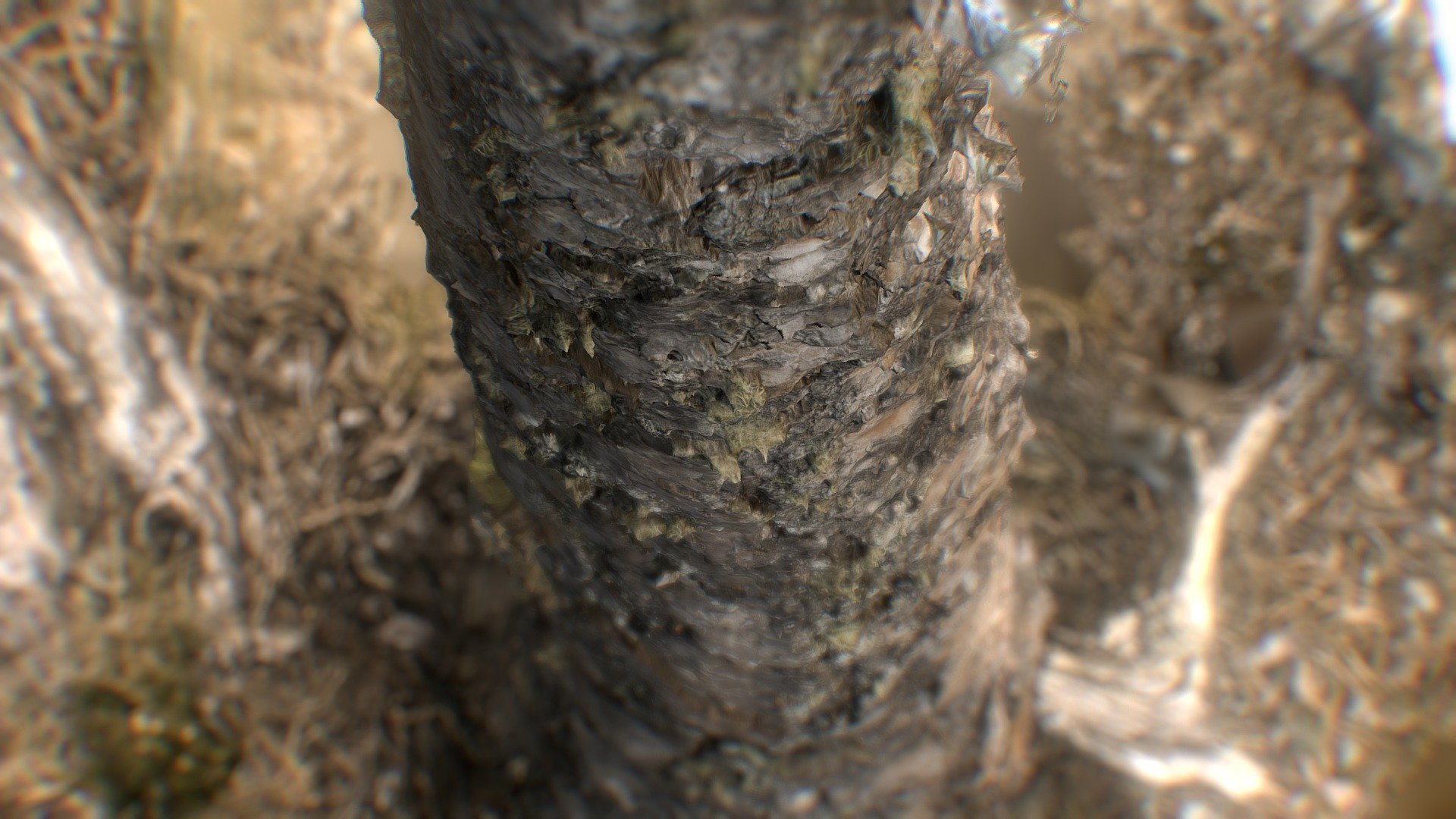 Wooden Branch