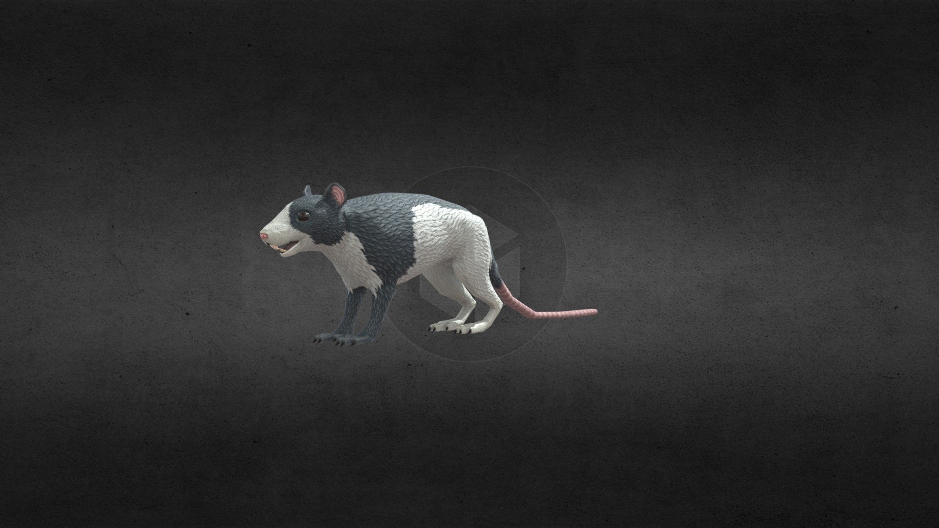 Rat Model - 3D model by Thessera (@katarinastene) [840a286] - Sketchfab
