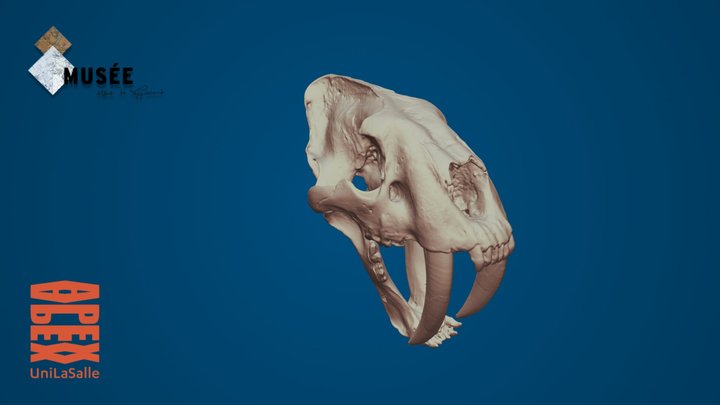 Tigre à dent de sabre 3D Model