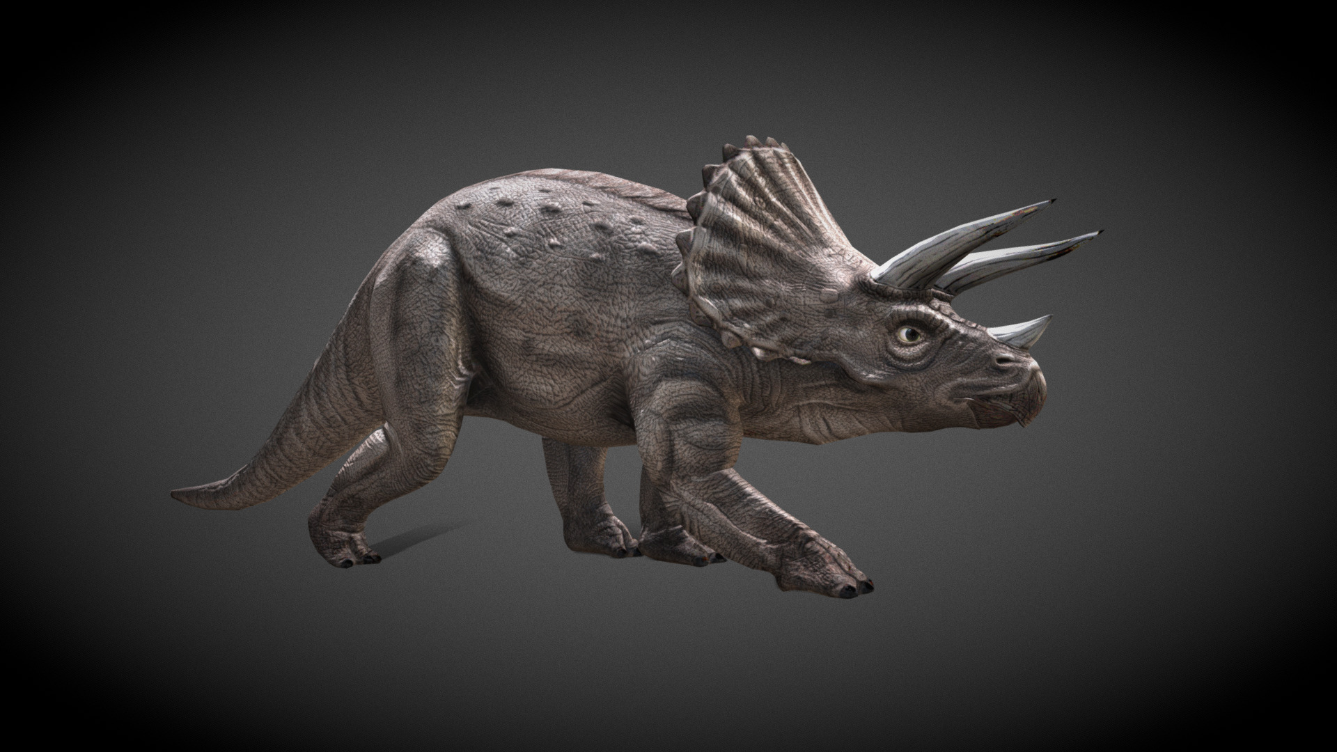 3D model Triceratops LowPoly - This is a 3D model of the Triceratops LowPoly. The 3D model is about a toy dinosaur with horns.