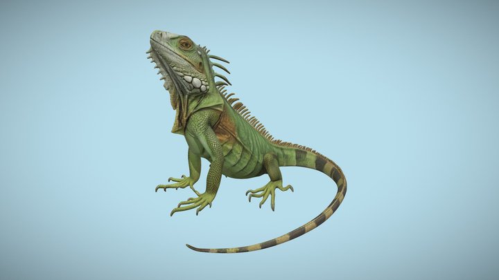 Iguana 3D Model