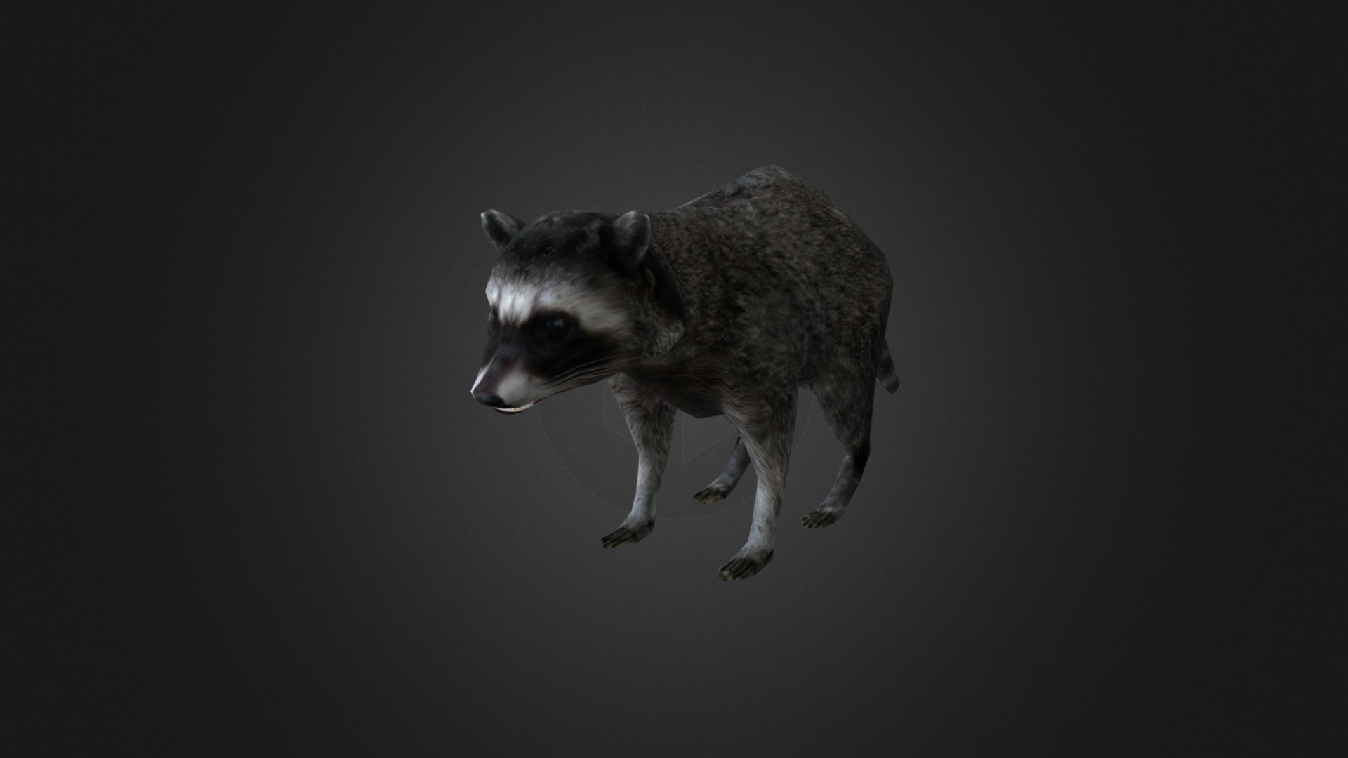 3D model Raccoon (old) - This is a 3D model of the Raccoon (old). The 3D model is about a raccoon walking on a black background.