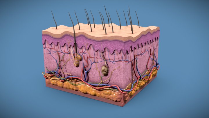 Skin Anatomy - Cut Section 3D Model