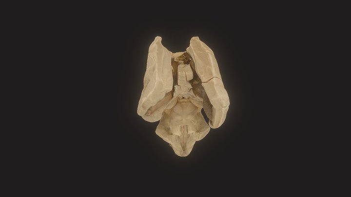 Brain Stem 3D Model