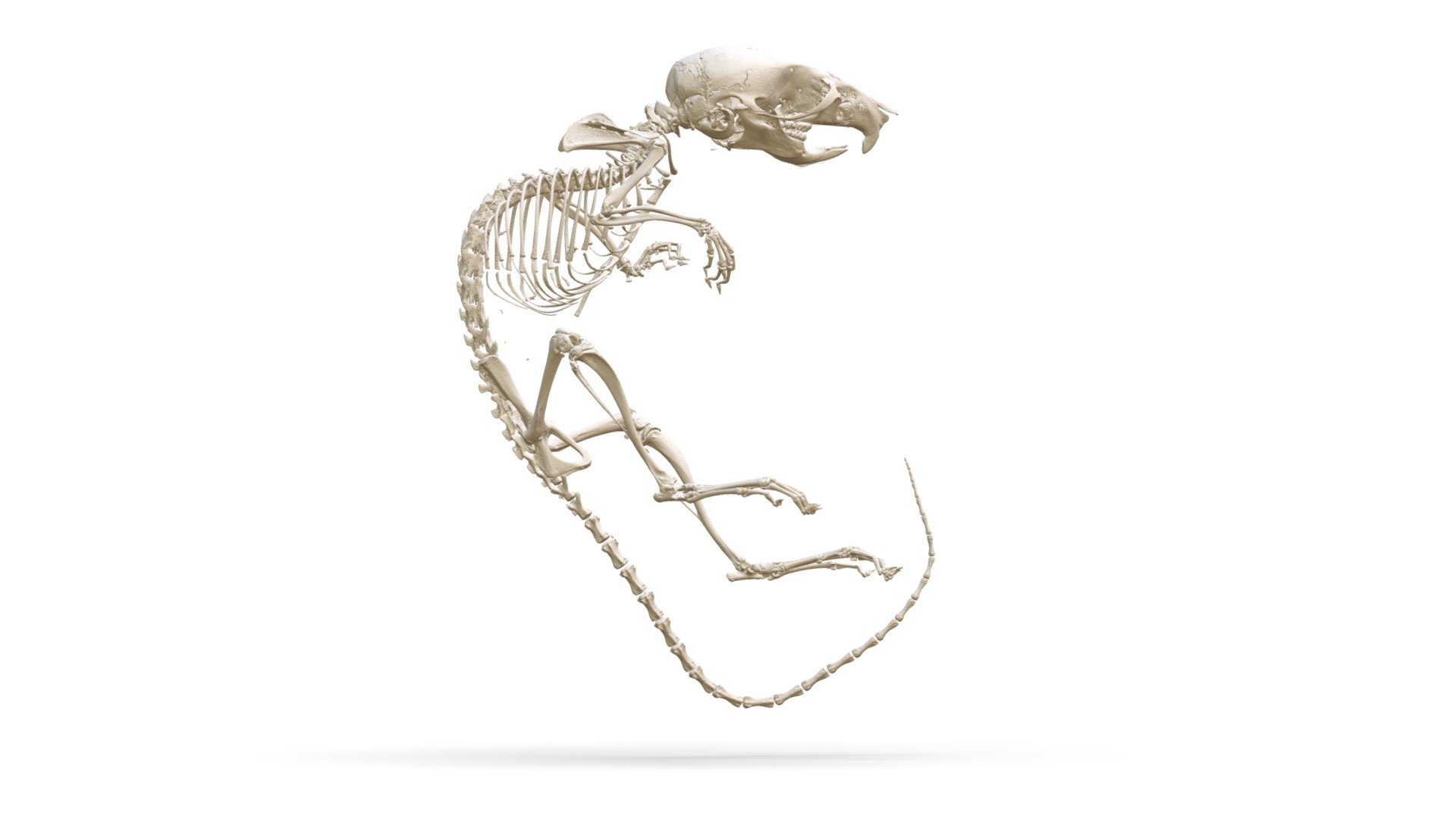 Apodemus uralensis (MSB:Mamm:249532) - 3D model by Biodiversity ...