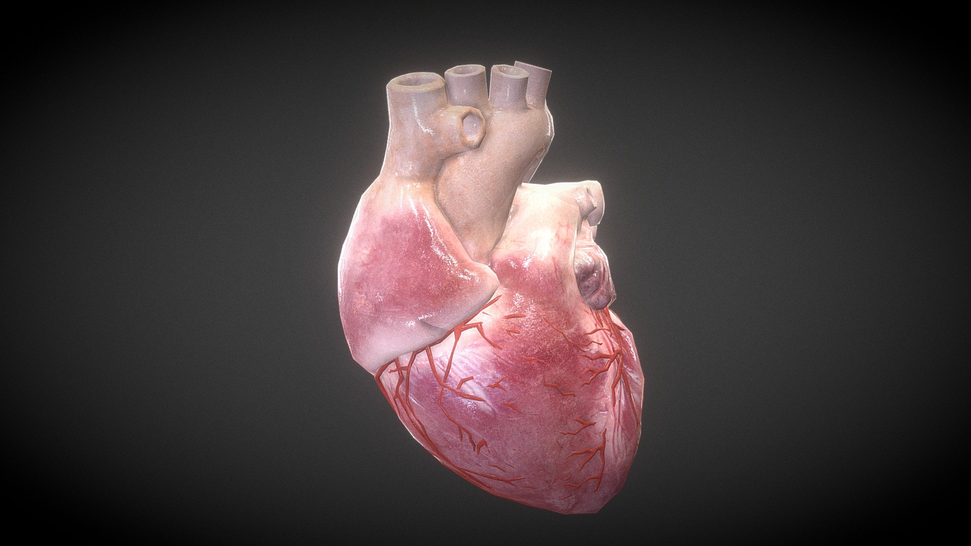 Human Heart - Buy Royalty Free 3D model by Zhang Shangbin ...