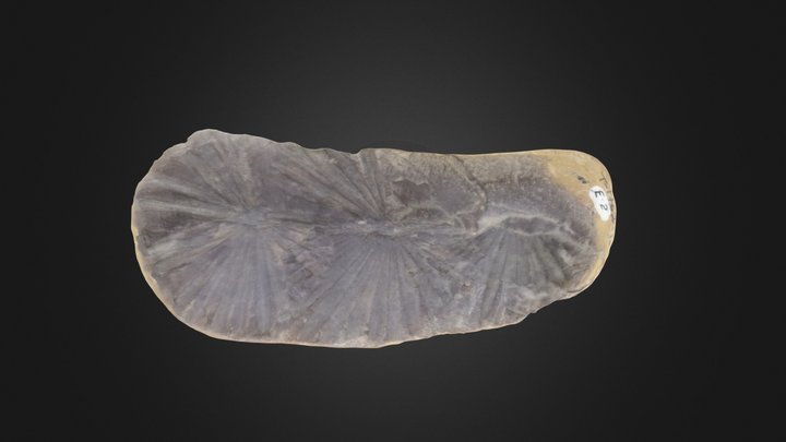 Horsetail: Annularia stellata (PRI T-1762) – Free 3D Model STL