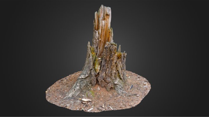 Decayed Tree Stump - Ryckevelde Forest 3D Model