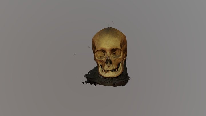 modelado 3D de un Cráneo humano 3D Model