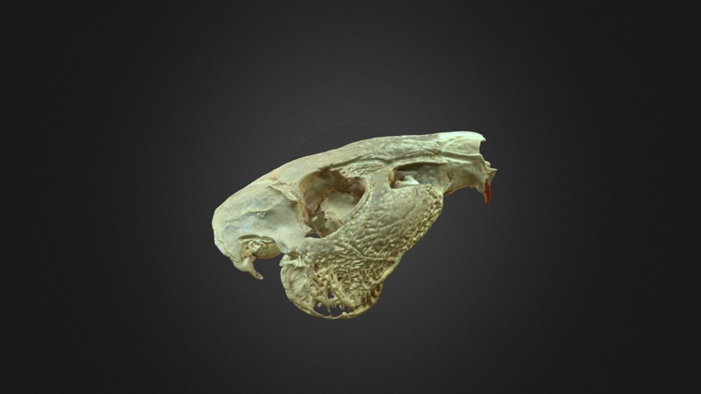 Cuniculus paca, skull
