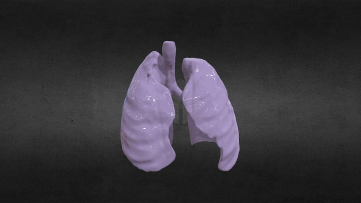Segmentation Lungs 3D Model
