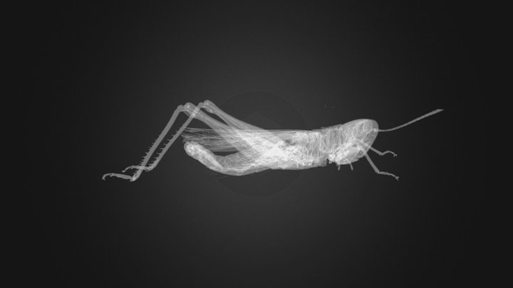 Small Grasshopper 3D Model