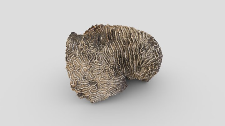 Hersenkoraal | brain coral (1600-1675) – Modelo 3D gratuito STL
