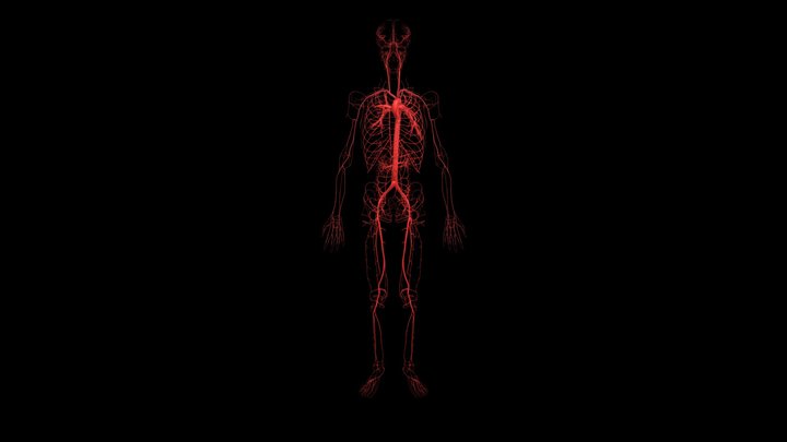 Arteries of the Human Body (decimated version) 3D Model