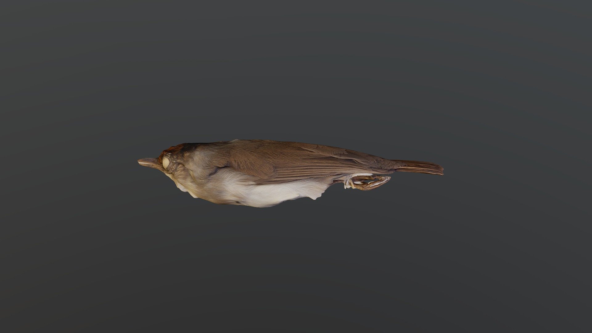 Scaly-crowned babbler-Malacopteron cinereum