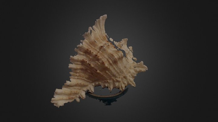 Shell 3D Model