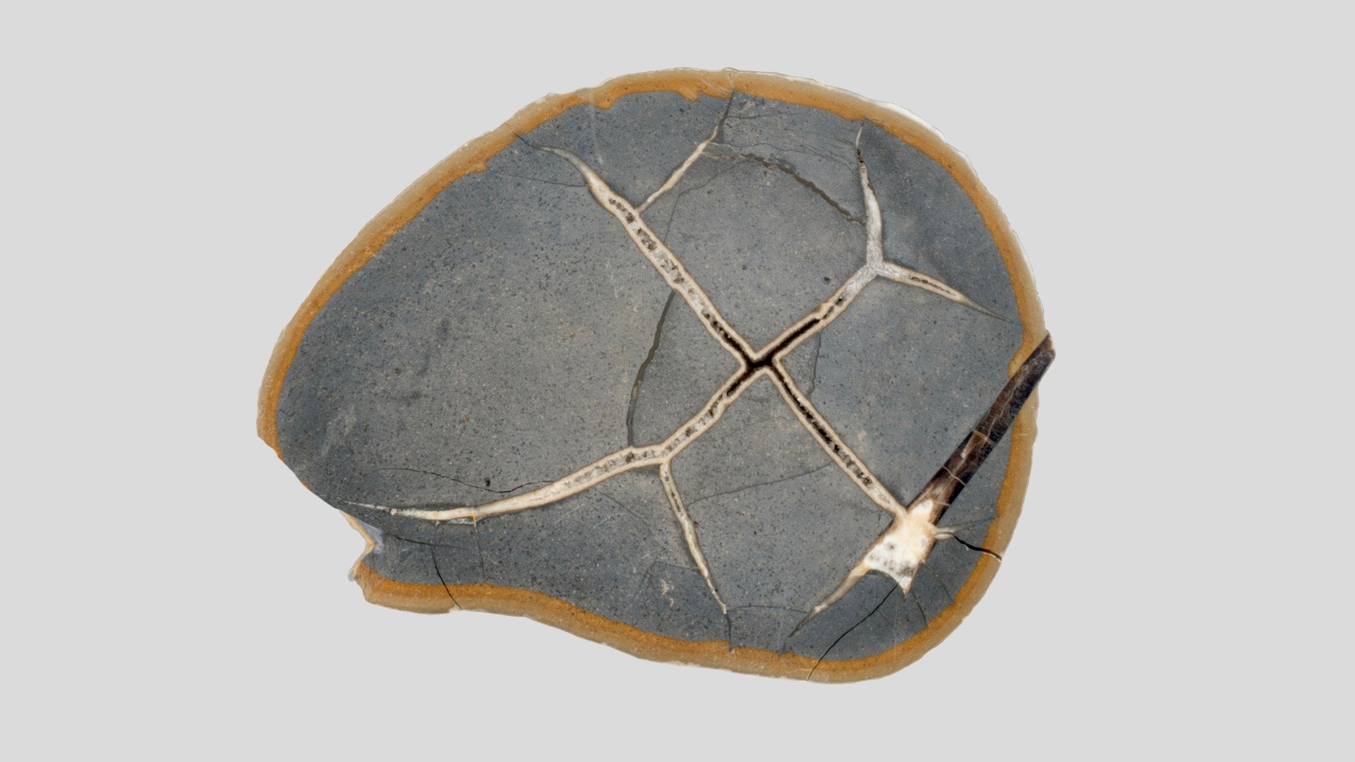 Septaria avec rostre de bélemnite