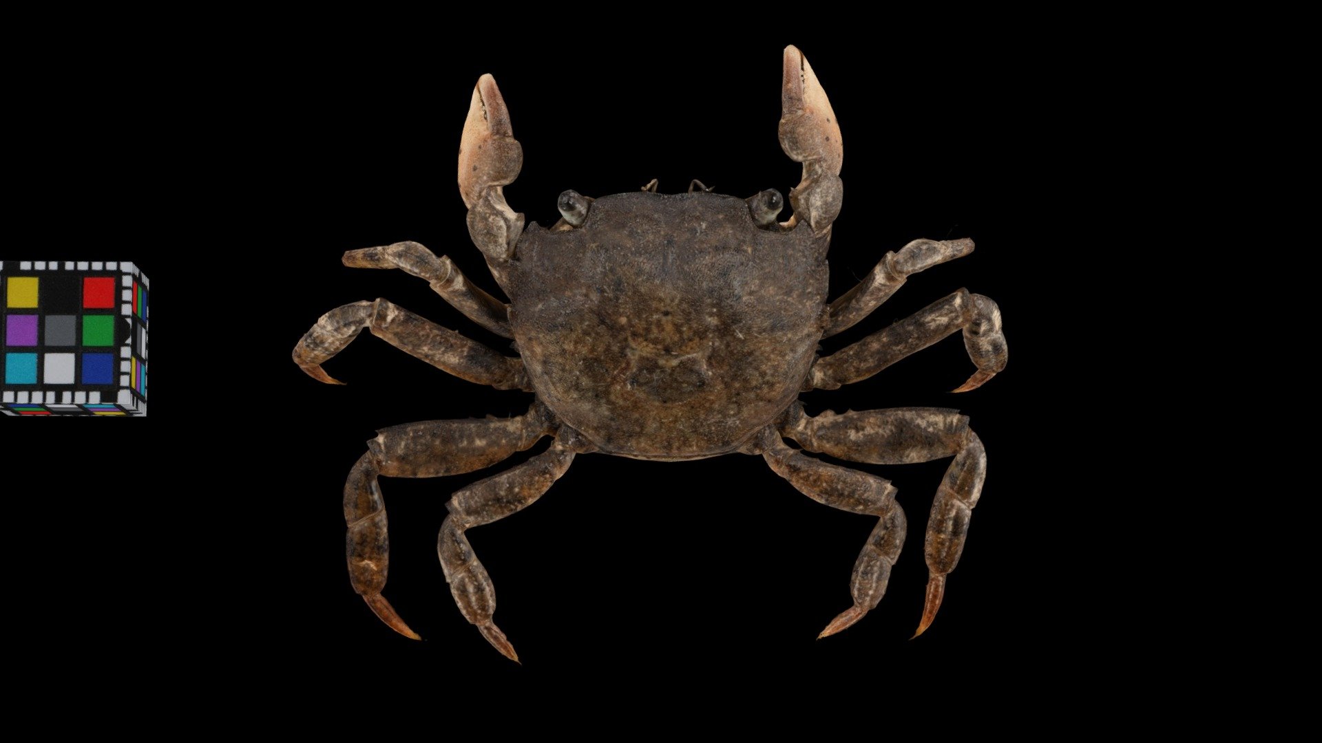 ケフサイソガニ ♀ Shore crab, Hemigrapsus penicillatus
