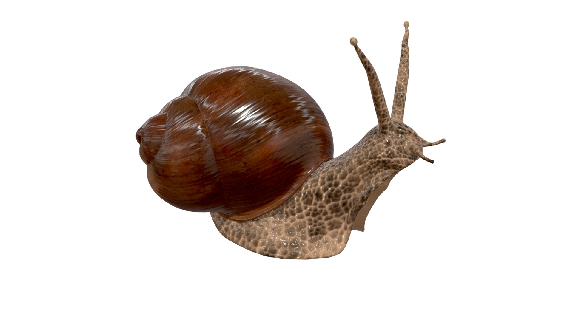 3D model Snail - This is a 3D model of the Snail. The 3D model is about a snail with a long tail.