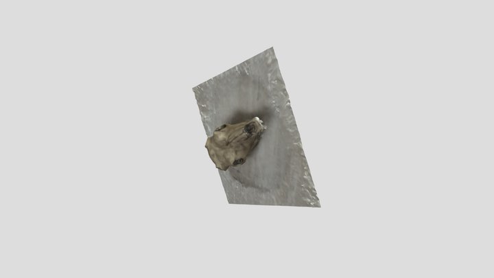 calavera 3D Model