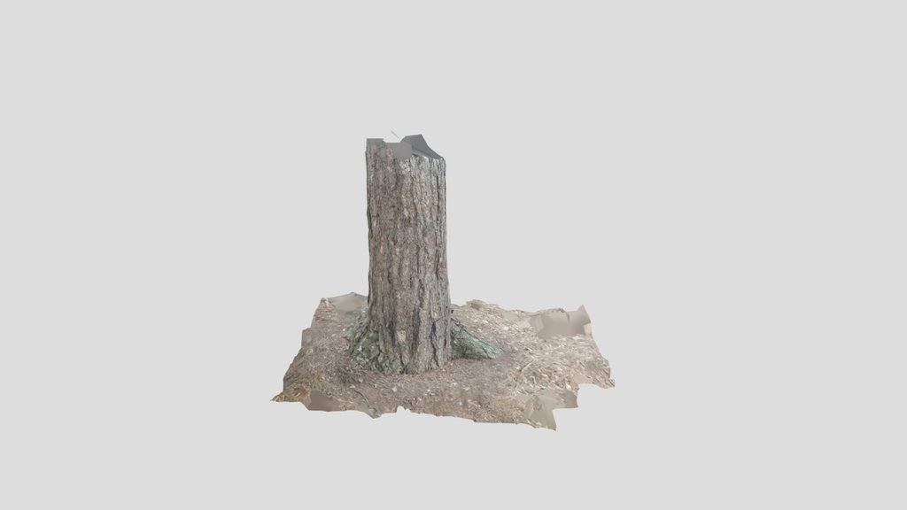 Conifer fern tree 1