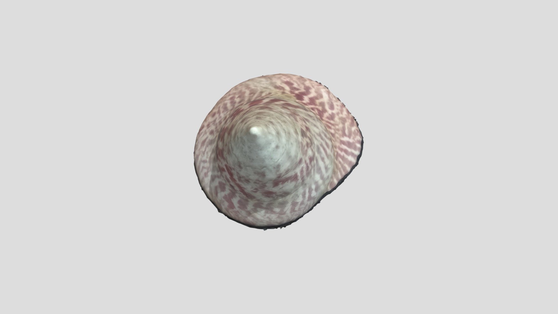 shell1 model - 3D model by gemmaw [8447186] - Sketchfab