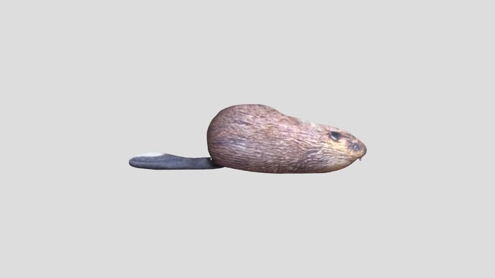 bober bloptop 3D Model