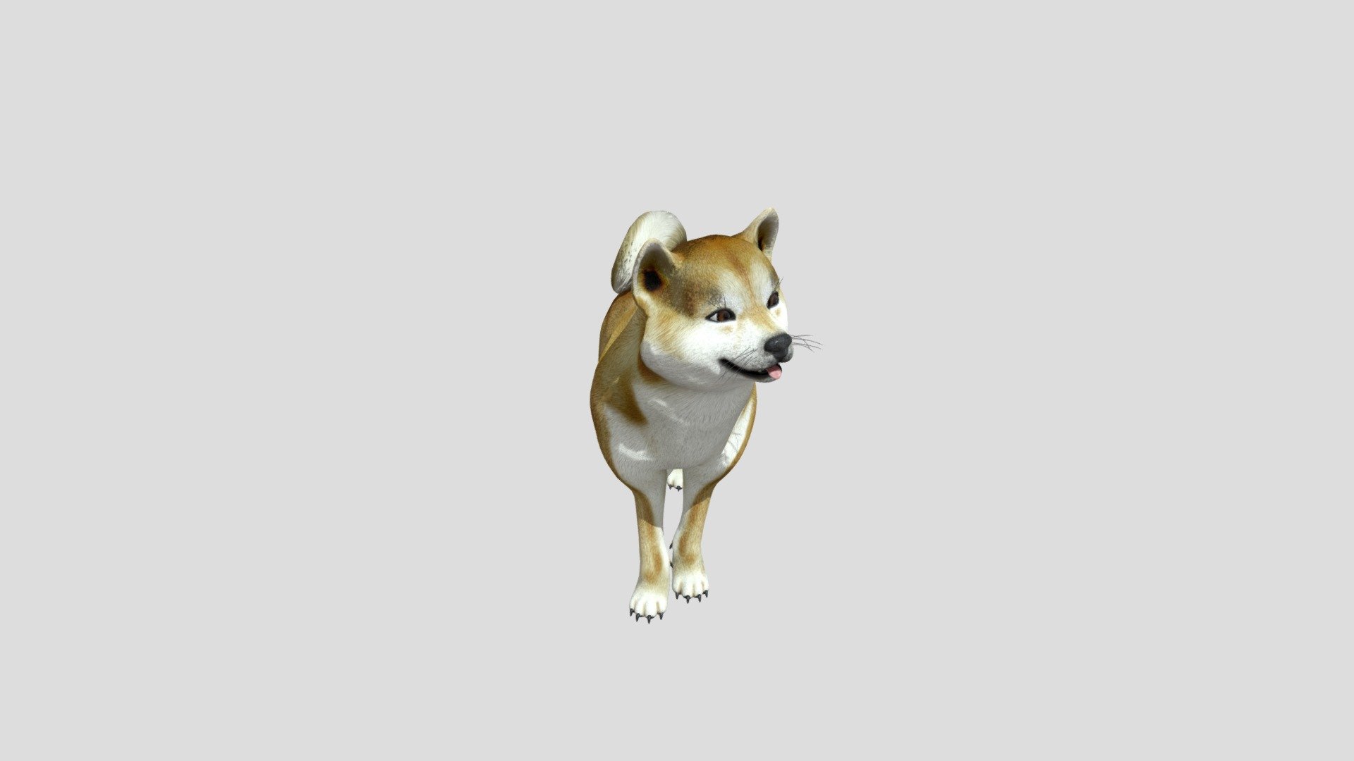 Playful Dog