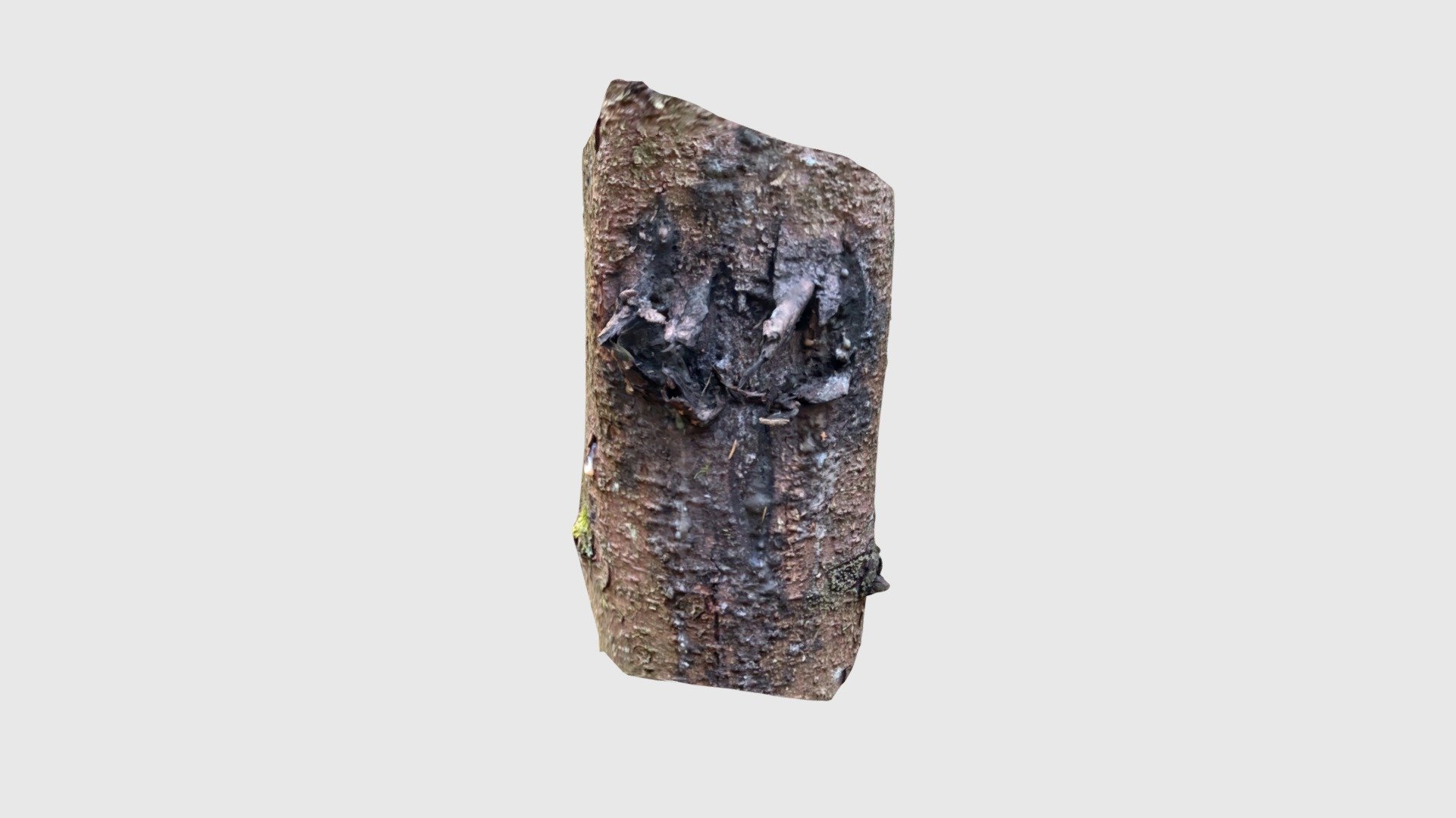 Spruce2203220901