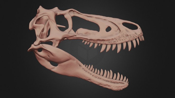 Nanotyrannus lethaeus skull (version 2) 3D Model