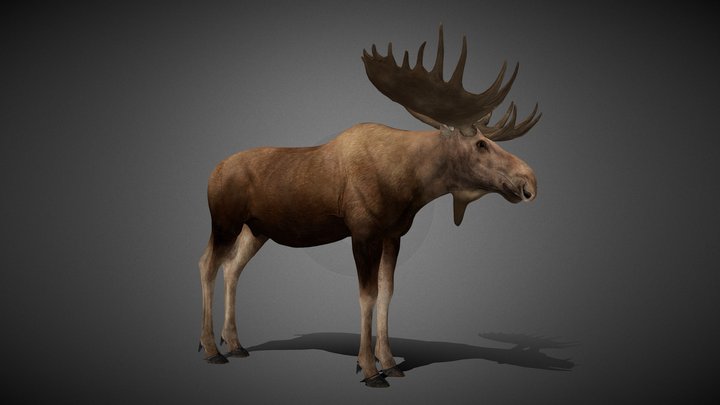 Moose Animated - 3D Model 3D Model