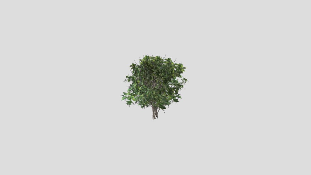 bush