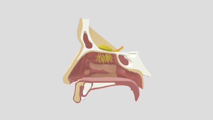 Anatomi Hidung (Nose Anatomy) 3D Model