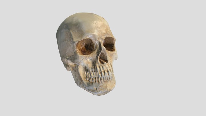 Skull - Artec Spider 3D Model