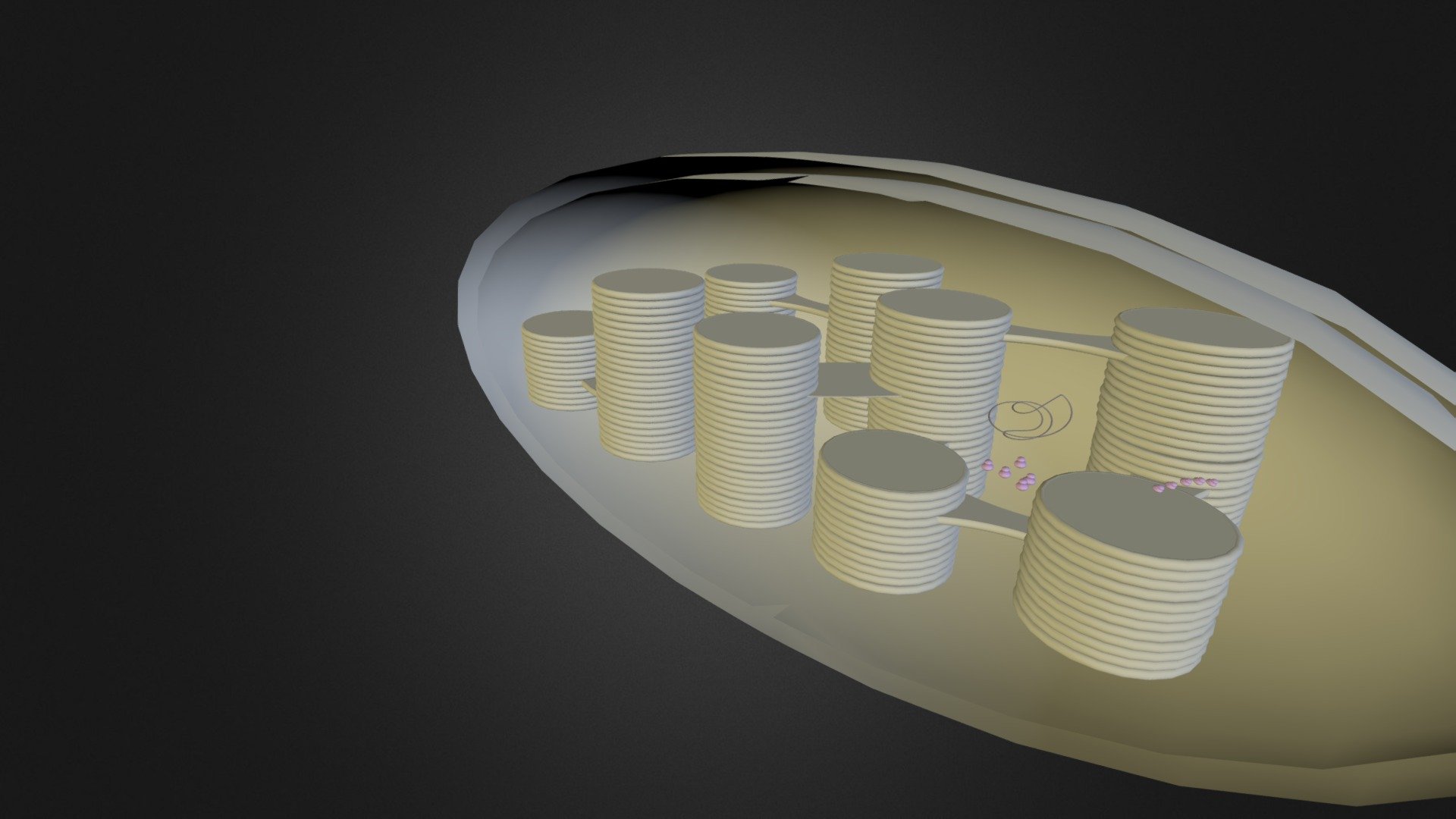 Cloroplasto - 3D model by Biomilenio (@paternalcbc) [845a2d7] - Sketchfab